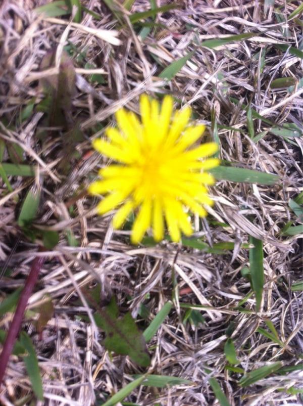 RealKrLeader's tweet photo. 이 작은 꽃에도 아름다움이 묻어있네요~^^ http://t.co/EulApGrq
