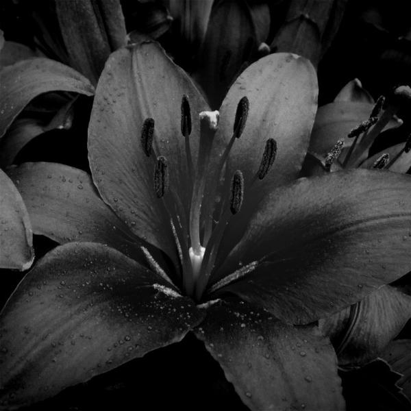 SannaSaar's tweet photo. My lilies #lovesummer! http://t.co/as6VpDX7