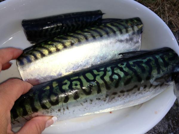 ackavli's tweet photo. Det blir makrell til kvelds, her snakker vi perlemor! http://t.co/K558bWpM