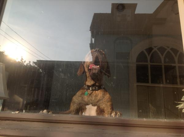 scoutdadog's tweet photo. Holding it down at home!!! http://t.co/rK0VvIYl