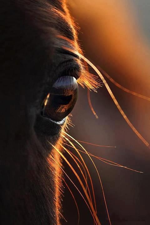 horse_app's tweet photo. Close your eyes ...good night !! http://t.co/9eoIifGa