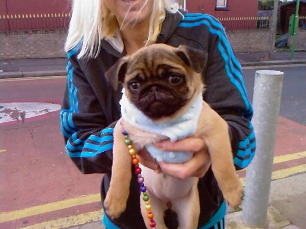 pug adidas