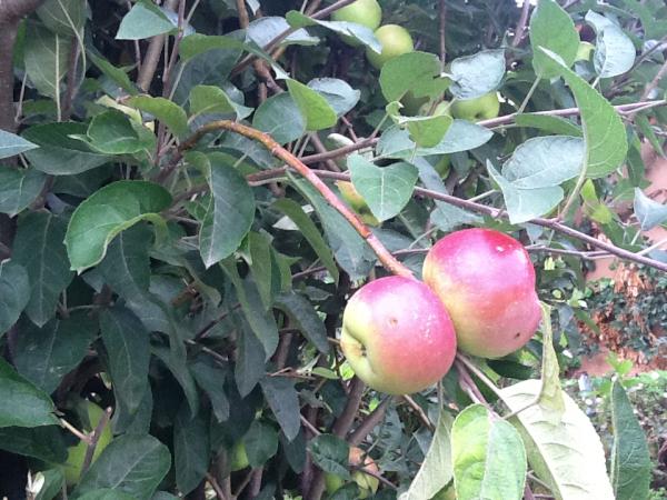 CabanasPastores's tweet photo. Manzanas del jardín, hojaldre, azúcar morena...cocinaré un pay mientras veo el bosque y la presa desde mi cocina http://t.co/jFD4A5VS
