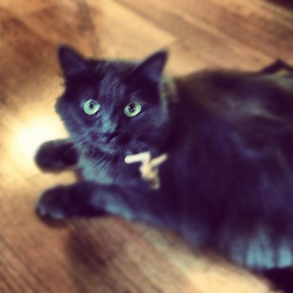 mycutecats's tweet photo. Gia is playing to burn calories 16lbs my baby is too delicious she needs to get fat free! http://t.co/piZcrvgm