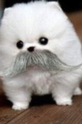 BriWagner1's tweet image. #whichisreal the stash or the dog?
