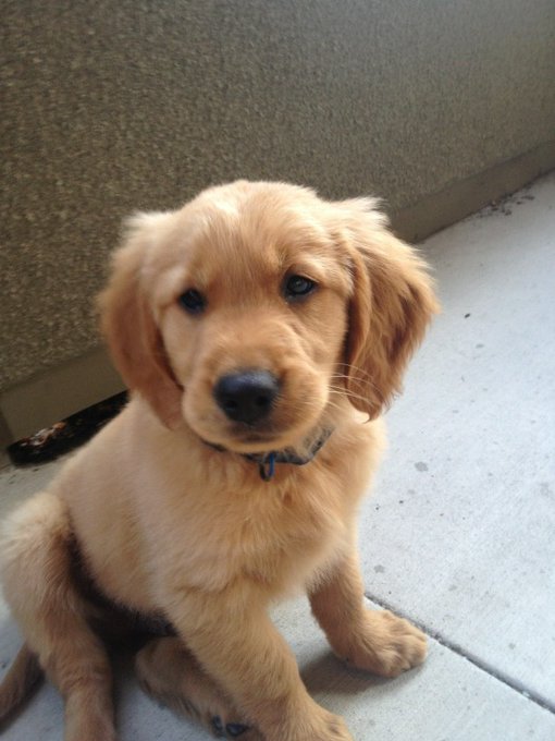 My new golden retriever named Winston http://t.co/6NCAtJwT