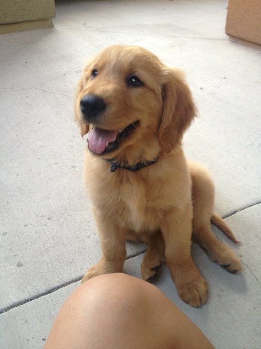 Awwww Winston http://t.co/VCBDiD1e