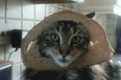 Jza33's tweet photo. Catbreading?!
Latest crazes only @PonyUpdates ps in almost had a bonus bless london air? http://t.co/r5SetA2j