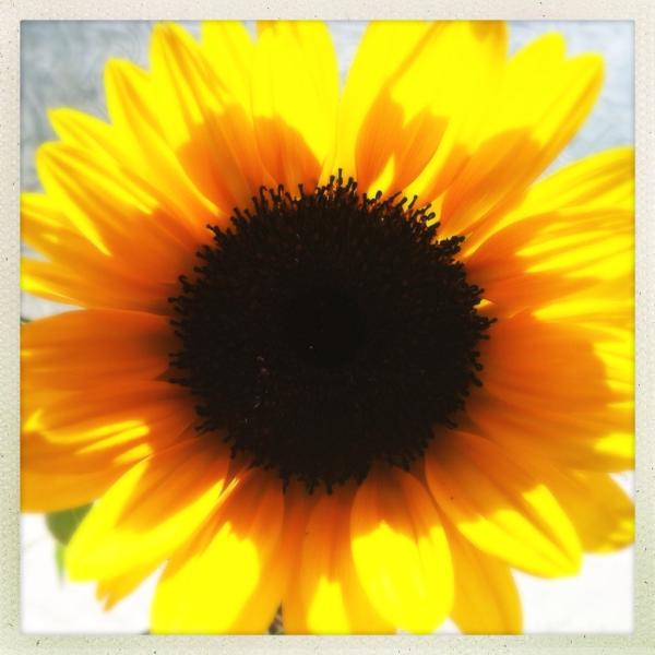 Happy Thursday? Are you still celebrating the fourth? I'm celebrating some brightness in nature.