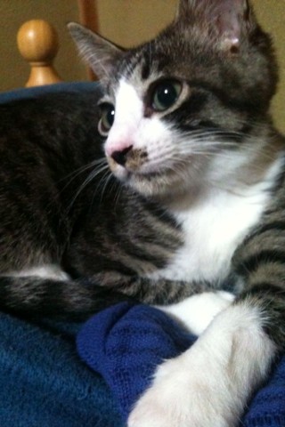 nao_kosugi's tweet photo. 愛猫の風太が一週間前から行方不明と
なっています。
高尾南周辺、もしくはもう少し離れた所まで行っている可能性もあります。
どうかお心あたりがあればご一報下さい！！
首輪はしていません。
男の子で去勢済みです。
生まれて一年と少し。 http://t.co/nLDcRtie