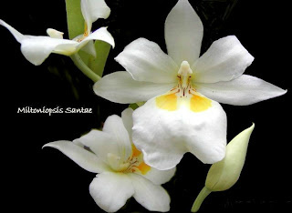 CesarKoppel's tweet photo. Si tu felicidad y tu vida dependen de otra persona, despréndete de esta y ámala, sin pedirle nada a cambio http://t.co/qtFnCRop