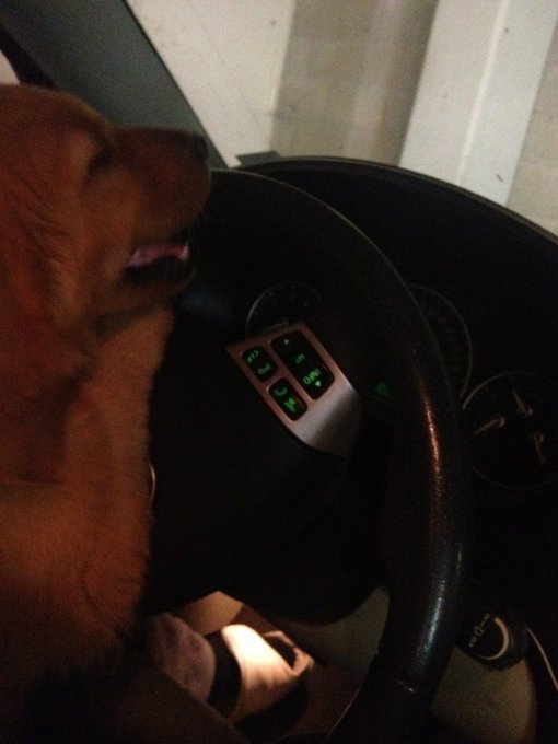 Winston thinks he can drive http://t.co/C7b0aqRh
