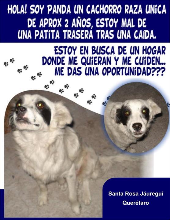 AdoptaQro's tweet photo. Panda está en adopción! #queretaro http://t.co/b3b6Dgub