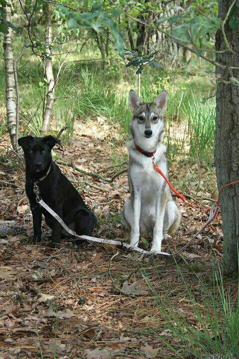 CeskaTWH's tweet image. Deze honden zijn aan een boom vastgebonden achtergelaten in Loonse- en Drunense duinen. Wie is de eigenaar? Graag RT