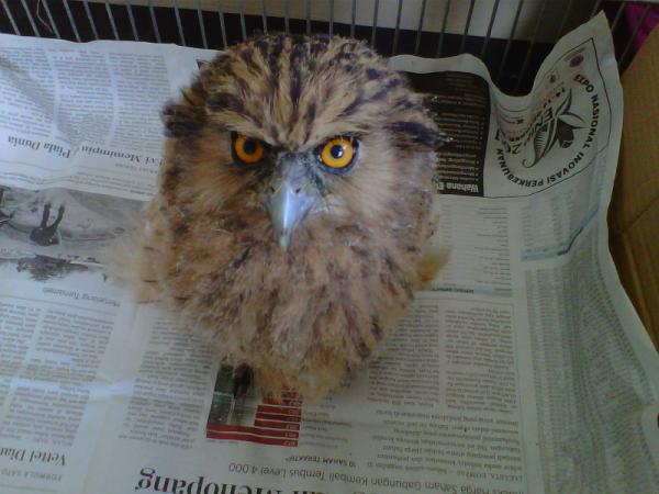 Owl Store Bandung Pa Twitter Buat Yang Tertarik Mengadopt Buffy