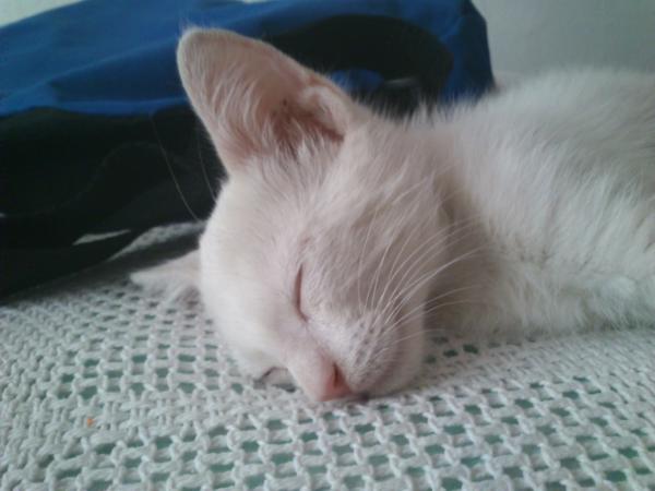 Protoncito's tweet photo. Ventaja nº1 de tener un gato sordo:
Puedes hacerle fotos mientras duerme con total tranquilidad. http://t.co/p8q9x5D