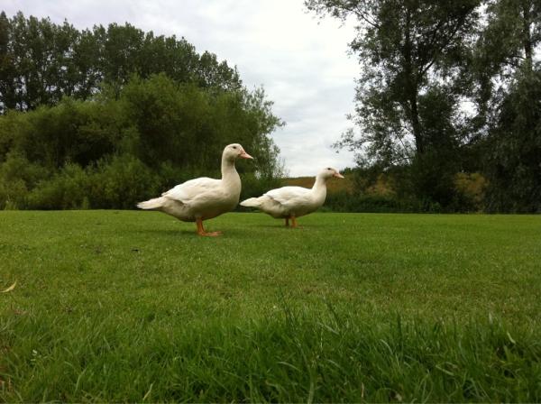 ghyssels's tweet photo. http://t.co/OgDvkjDk
