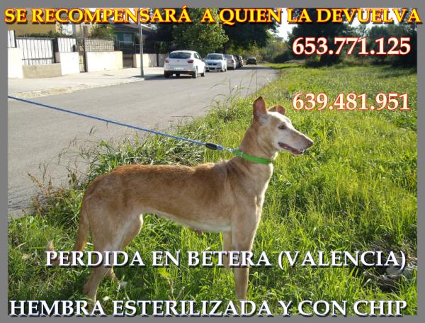 PERDIDA! Hembra cruce de Galga en Bétera #Valencia. Con chip, esterilizada y en tratamiento veterinario!! RT please