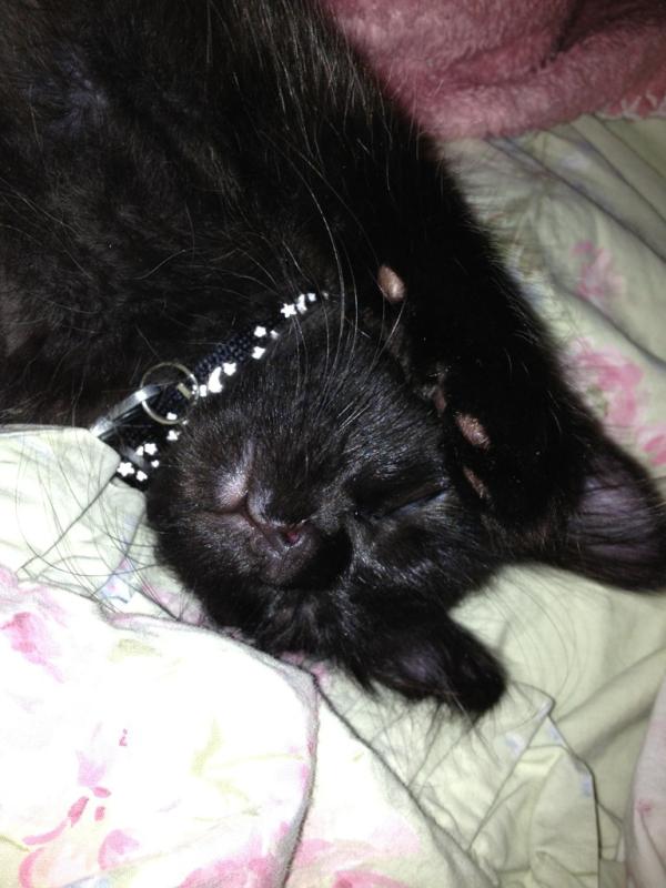 PyewacketCat's tweet image. damn paparazzi won't stop takin my pic