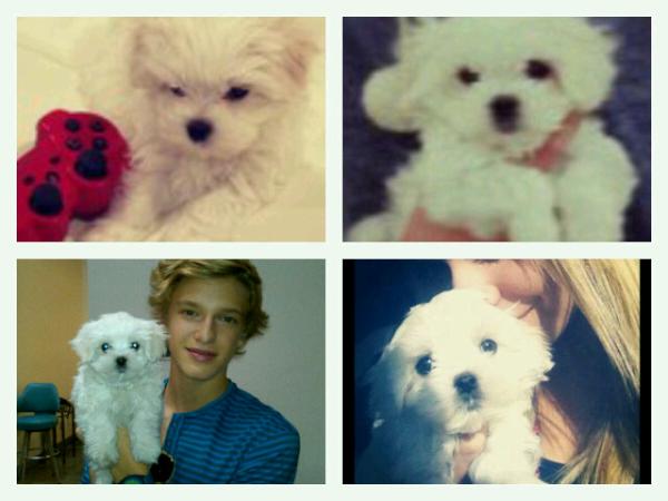 TheBuddyfan_01's tweet photo. #BuddySimpson http://t.co/lyYDEJ8M