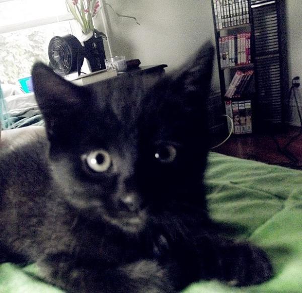 ChristalM_B's tweet photo. Picture of my kitten <3 love you Chiibi http://t.co/PmY6UgtS
