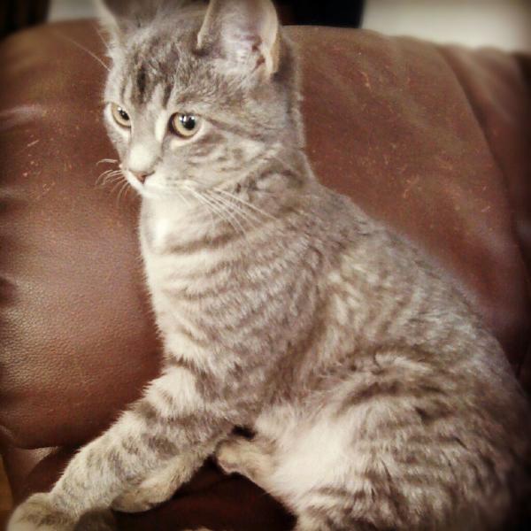 my pretty new kitty Scarlet! <3