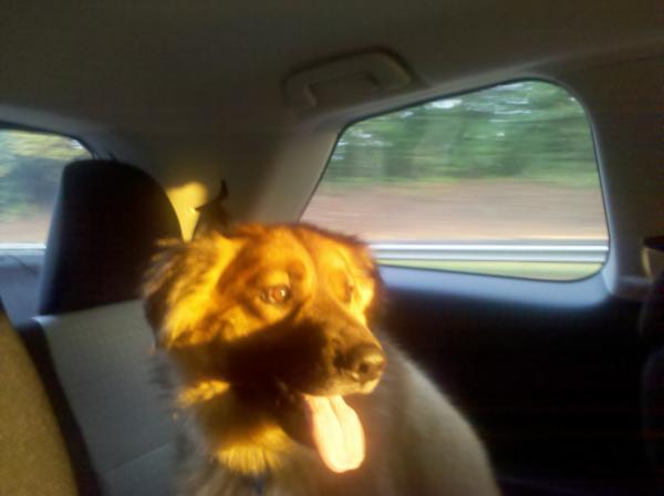 The dog loves car rides. #unalteredphoto #boonebound