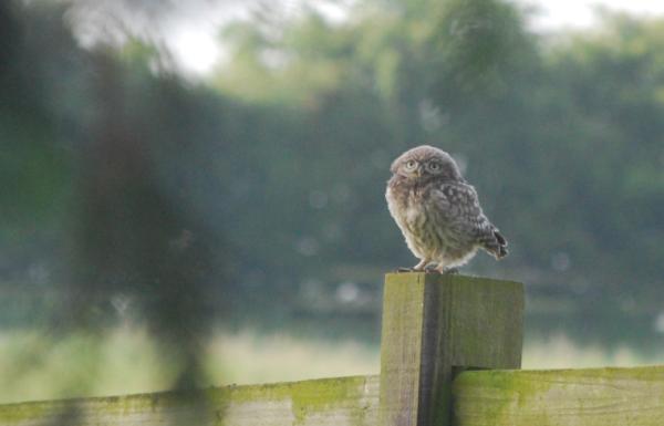 Little owl: fluffy baby perched outside our window this morning. Must get big doosie lens for sharper shot.