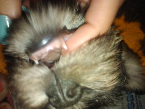 tgpsc's tweet photo. Ja tenho dentoes! (: http://t.co/eW4yR7Q7