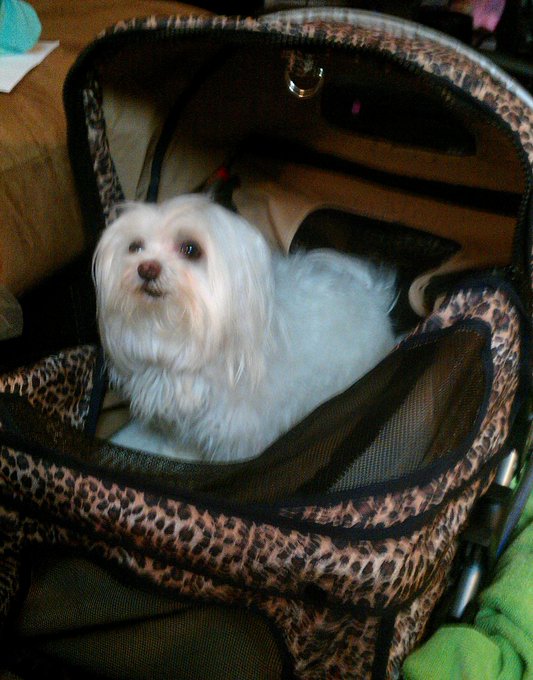 Can't wait 2 b home 2 my baby on Sun. I'm dieing, it's the longest I've been away from her since she<a href="/tag/cockatoo"class="tags"><span>#cockatoo</span></a><a href="/tag/mccaw"class="tags"><span>#mccaw</span></a>