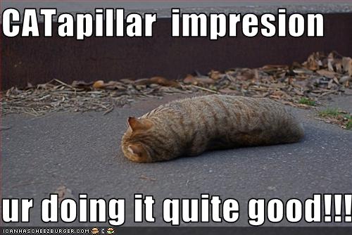 CaterpillarCol's tweet photo. CATerpillar…… #imposter http://t.co/SYLeJjIZ