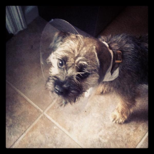 pepper_gram's tweet photo. Cone of shame. http://t.co/O468pzH4