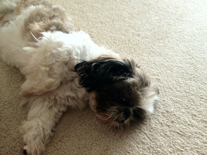 The heat has my baby done for the night. http://t.co/jyhj56Q5