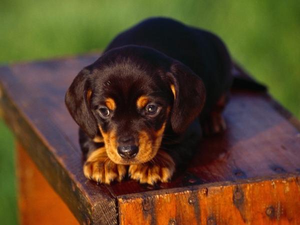 RobertDupler's tweet photo. @Theyresofluffy_ http://t.co/TexCx0kP
