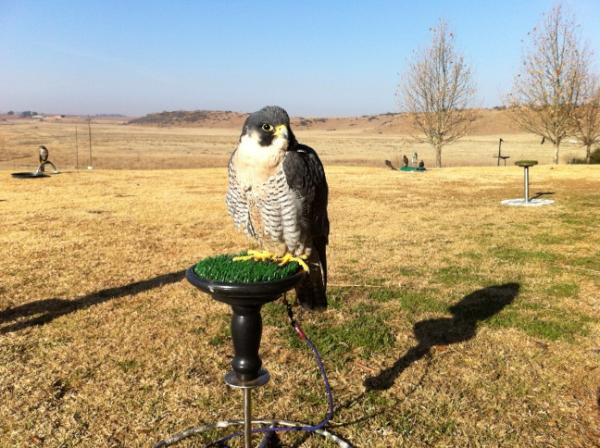HCNatureReserve's tweet photo. Fantastic time at the annual SA Falconry Association meet in the Free State. Fantastic flying, fantastic falconers. http://t.co/mPHcbmV3