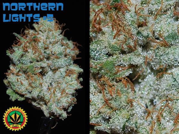 DaKineMMJ tweet picture