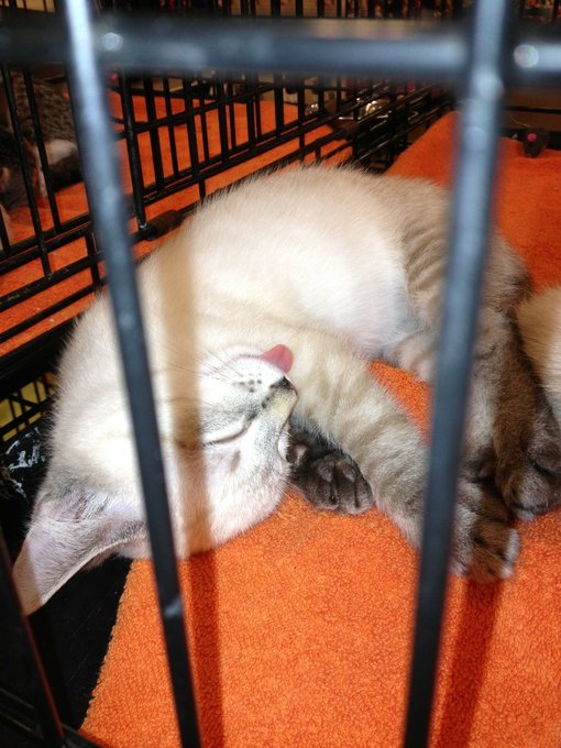 Watch theRadBrad's leaked NSFW photo on TwXstars