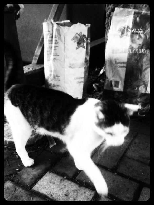 chr1spy's tweet photo. Cat content darf auch auf dem #sca12 nicht fehlen... http://t.co/PJhFgaZO