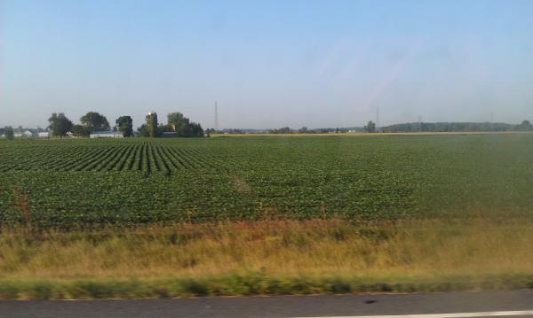 Daniel_R_Fox's tweet photo. Surprised how much better northern Illinois and Ohio crops look then I expected. #crops #soybeans http://t.co/cjnX9zGy
