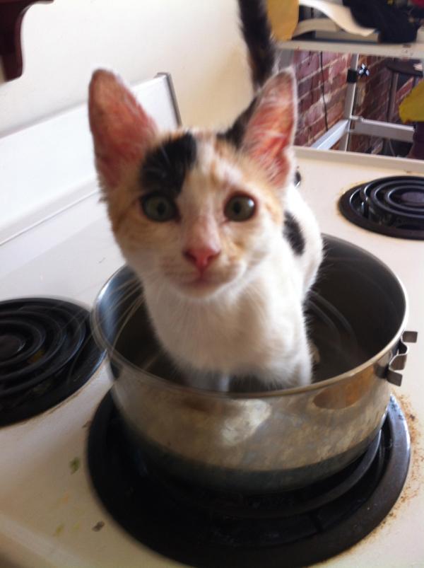 PuppetBoy2012's tweet image. KILLER PUPPETS WILL EAT THIS KITTEN UNLESS YOU VOTE FOR RUDY COBY ON THE AGT CHANNEL!

youtube.com/agt #agt