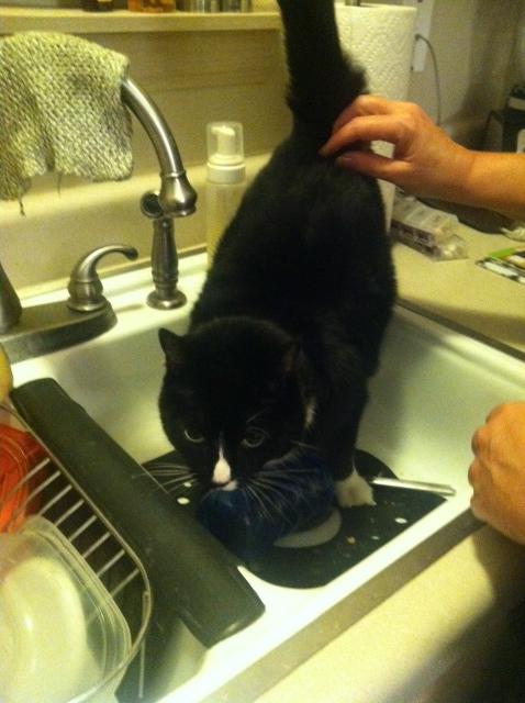 KittyCitro tweet picture