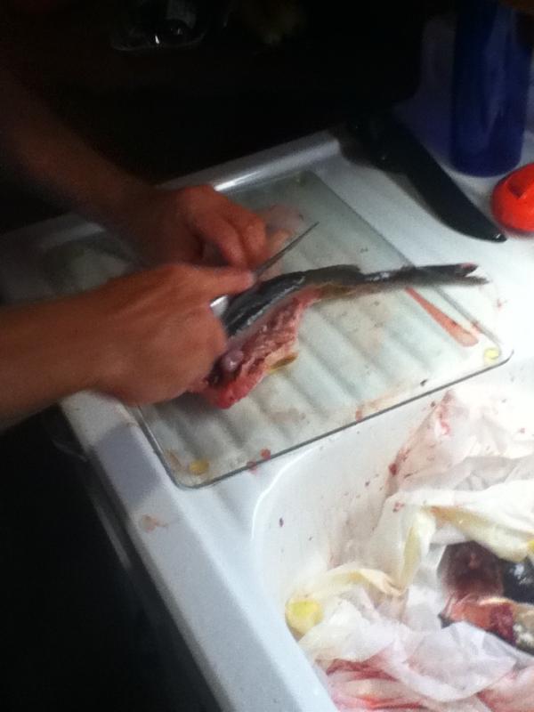 mlgdomo's tweet photo. Learned to gut fishes lol. http://t.co/7Q0WuddK