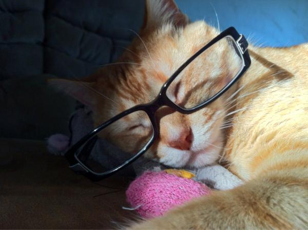OrangeTony3's tweet image. Meow, I'm getting tired!! #timefornap