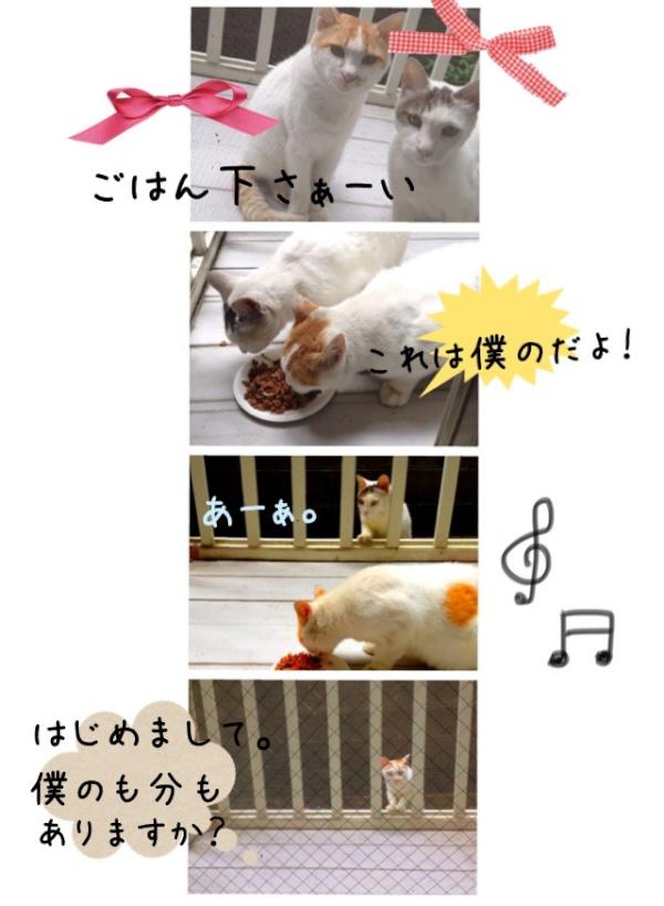 mimipika's tweet photo. にゃー。おやすみ（笑） http://t.co/i28zJYCr