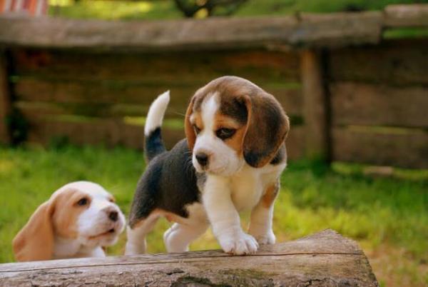 SaveAnimalsSPA's tweet image. Aren't these the cutest puppies you've ever seen!