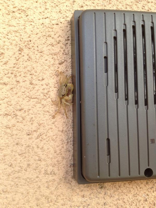 40765aaa's tweet photo. 玄関先で遭遇。お互いに目が合った様だ！ http://t.co/3HKZnkBw