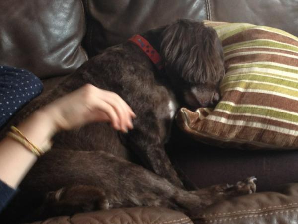 LeeDawnHubbard's tweet photo. Wimbledon final. Peanut can't watch ! http://t.co/L3tCg5Qs