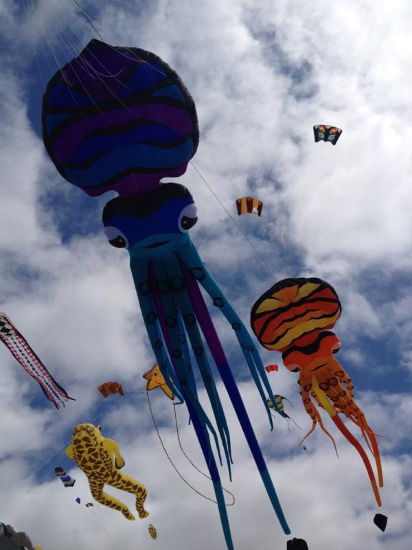 maximeyonnet's tweet photo. Une invasion de pieuvre sur la plage de @notredamedemont #atoutvent http://t.co/F9idCKTr