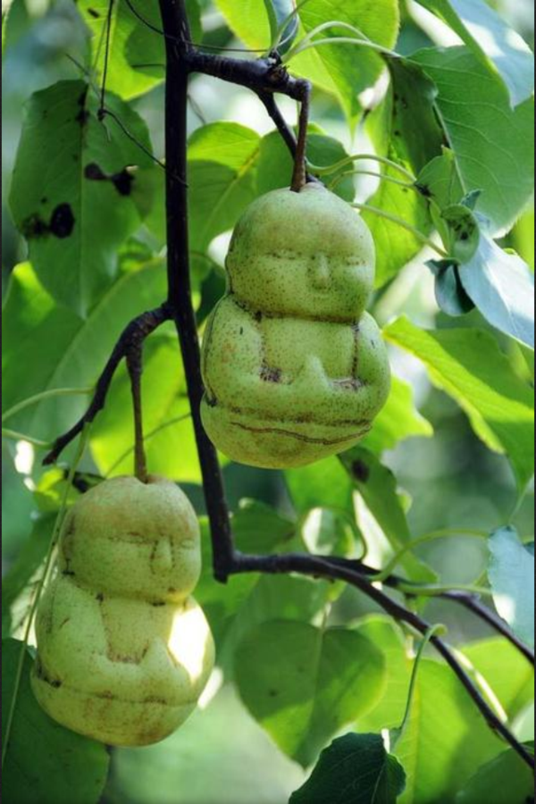 FoodFromHeaven's tweet photo. RT als je dit rare vruchten vindt! http://t.co/SJmBZfDJ