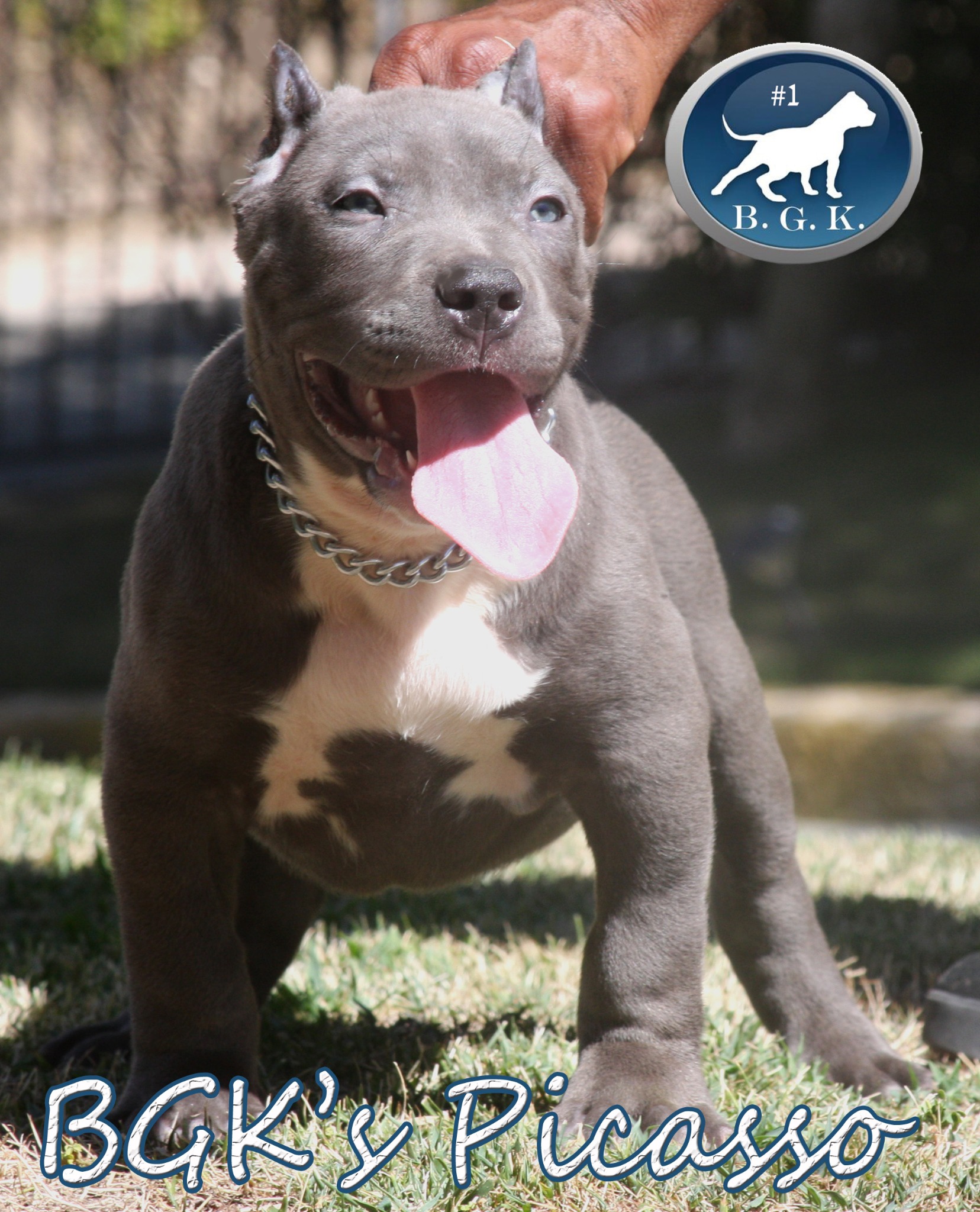 Big Gemini Kennels on Twitter: "This is my choice from the litter BGK's  Picasso, future 120+ lb bully pitbull. BGK Pitbulls get HUGE, Research  #winning http://t.co/dl7DRzUr" / Twitter